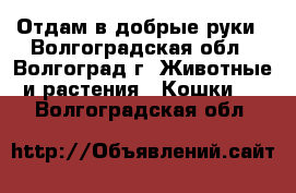 Отдам в добрые руки - Волгоградская обл., Волгоград г. Животные и растения » Кошки   . Волгоградская обл.